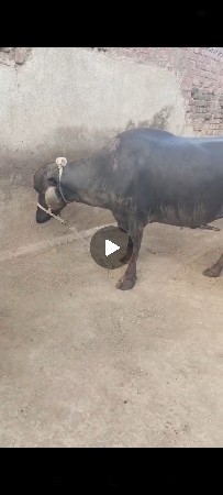 थंबनेल 3