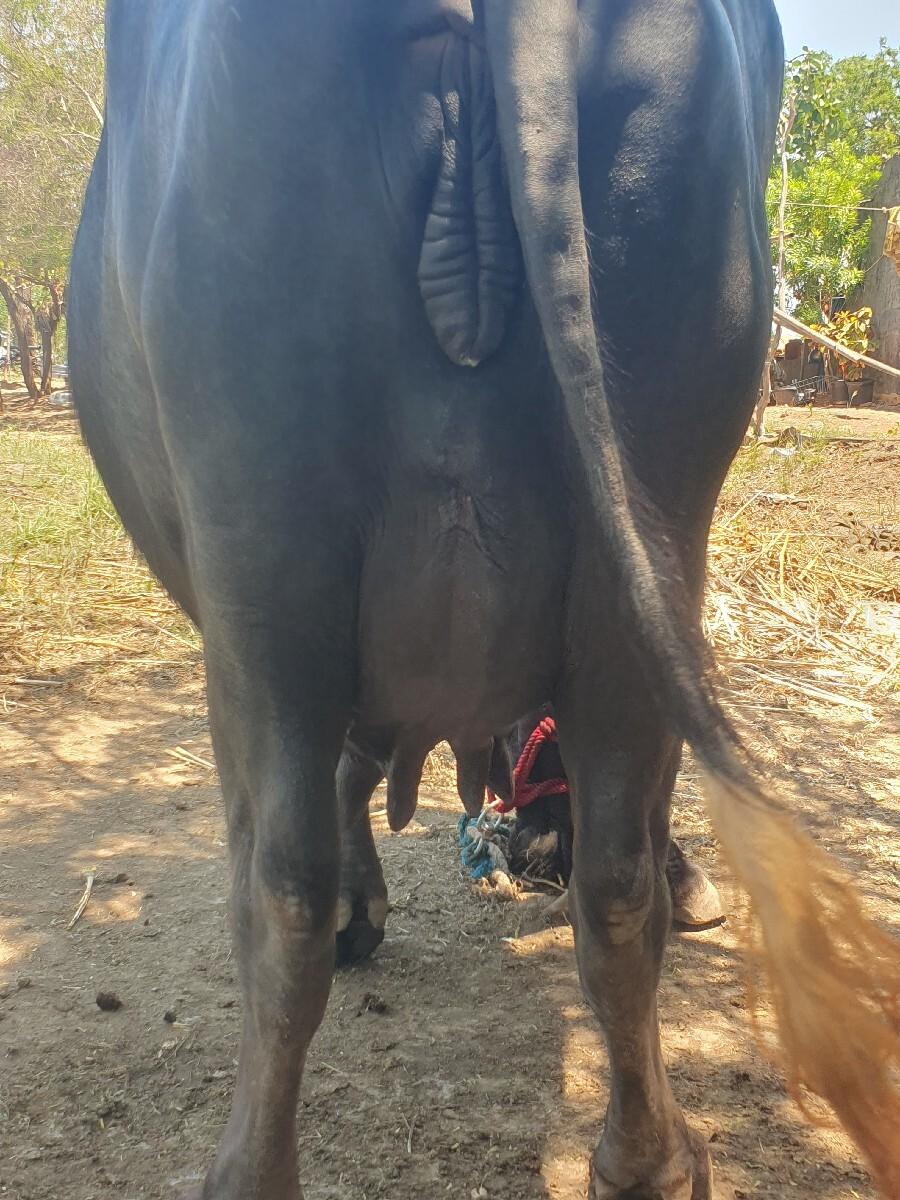 ભેંસ વેચવાની છે