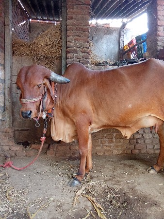 મોરવાડા કુકાભાઈ