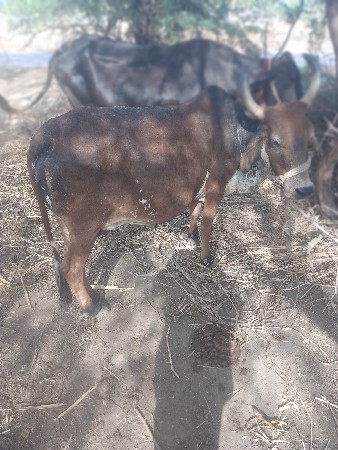 ઞાય વેસવાની છે