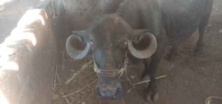 ભેંસ વેચવાની છે