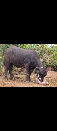 બે    જાફરાબાદી  ખડેલીયુ  વેચવાની