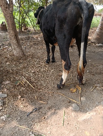 hf ગાય વેસવાની છે