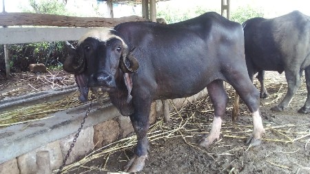 જોઈ દૂધ માટે લેવાની