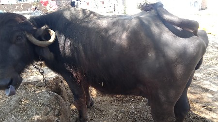 1 ભેંશ અને 1. પાડી