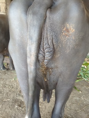 ભેંસ વેસવાની છે