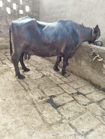 ભેંસ વેચવાની છે