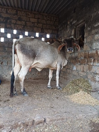 ગાય વેચવાની છે.
