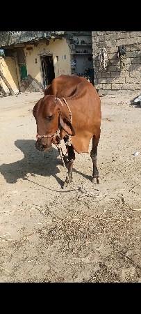 ગાય વેચવાની છે