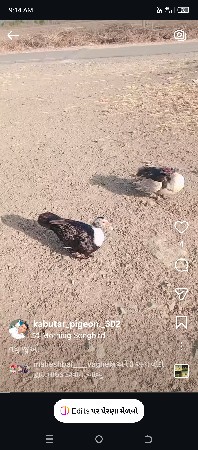કોકટેલ ની જોડી વેચવાની.