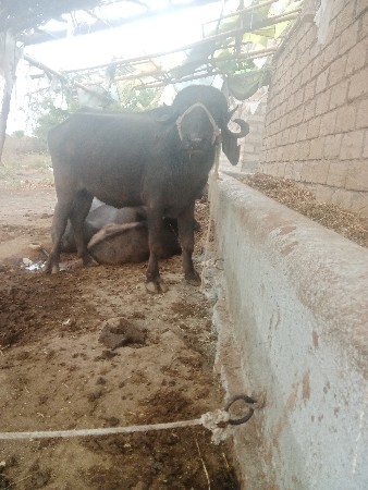 વેસવાનીછે