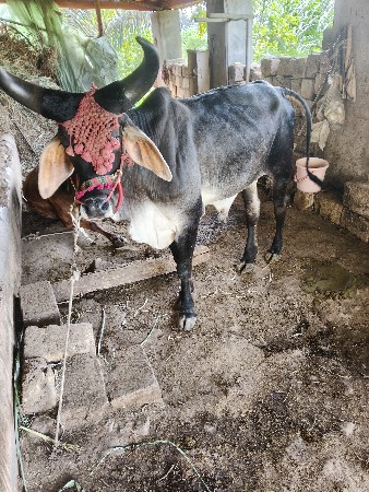 थंबनेल 2