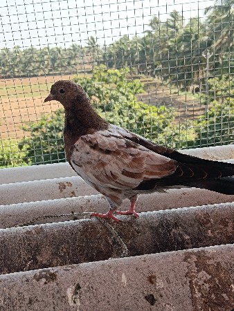 લાલ મારવાડા કાળી આંખ ના પઠા સેલ