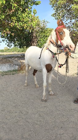 થંબનેલ 2