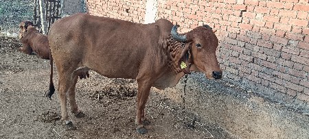 थंबनेल 2