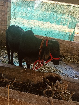 ગીર કાળી ઓળકી