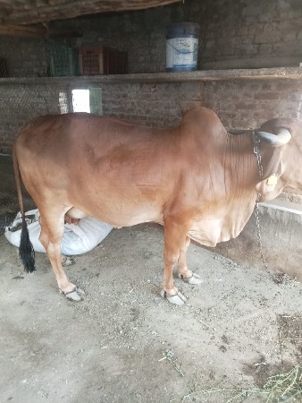 ગીર ગાય વેચવાની છે