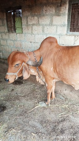 ગાય વેચવાની છે