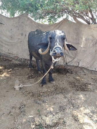 જામખંભાળિયા