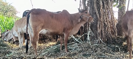 થંબનેલ 2