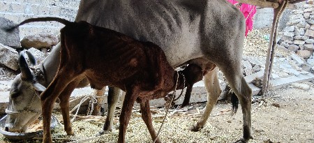 ગાય બીજું વેતર