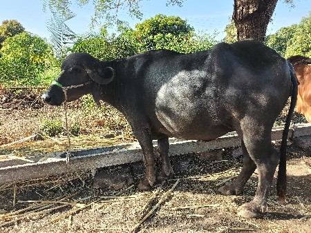 1 વેતર ખડેલી વેસવાની છે