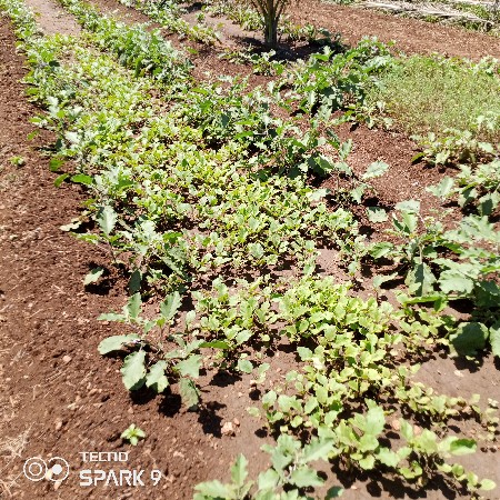 રીંગણી ના રોપા