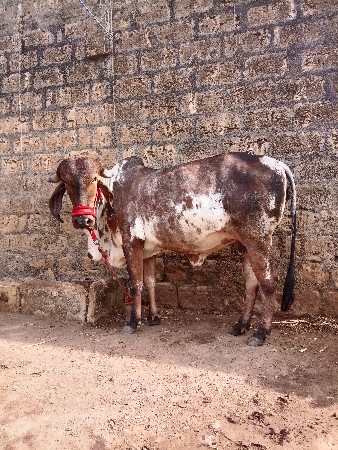 હોડકી વેસવાની સે