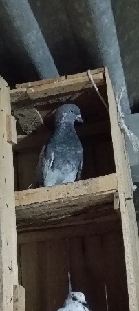 મારવાડો નર વેચવાનો છે