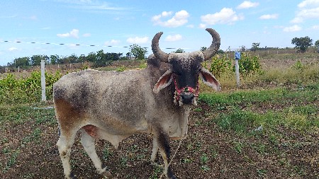 थंबनेल 3