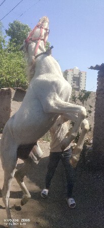 ઘોડો છે બે અઢી વર્ષ નો છે