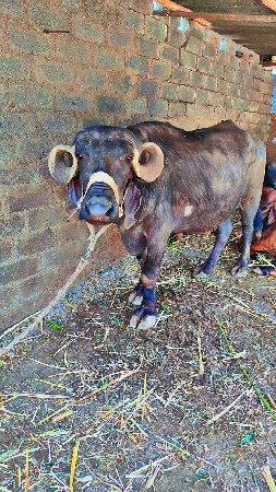 બીજા વેતર ની ખડેલી વેચવાની છે