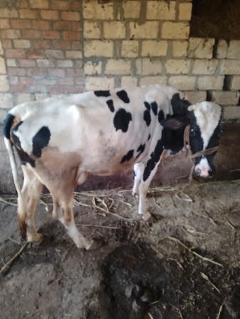 એચ. એફ. ગાય વેચવાની છે