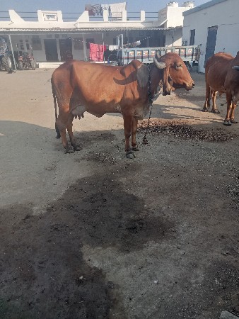 થંબનેલ 2