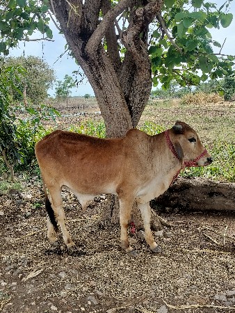 थंबनेल 3