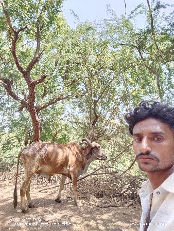 બરદવેશવાના