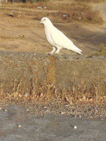 કબુતર વેચવાના છે