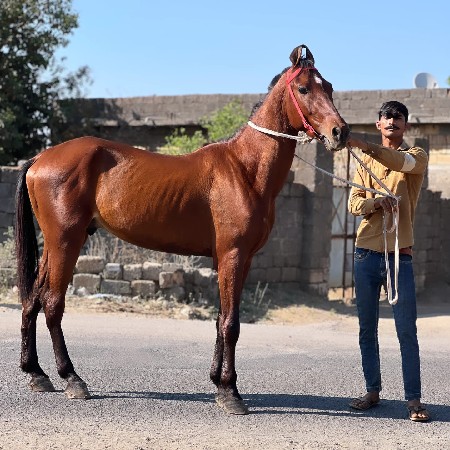 ઘોડો વેચવાનો છે