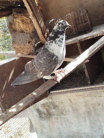 થંબનેલ 2