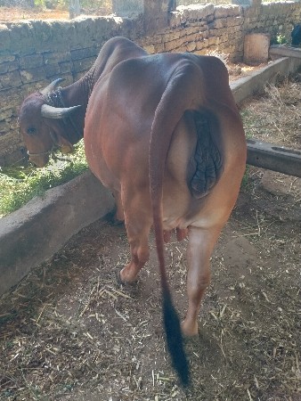 ગીરગાય વેચવાની છે બીજું વેતર