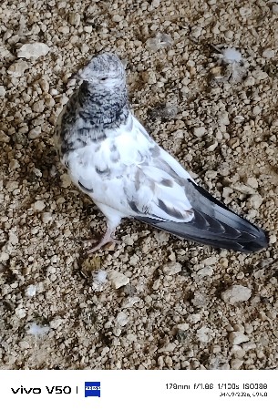 थंबनेल 2