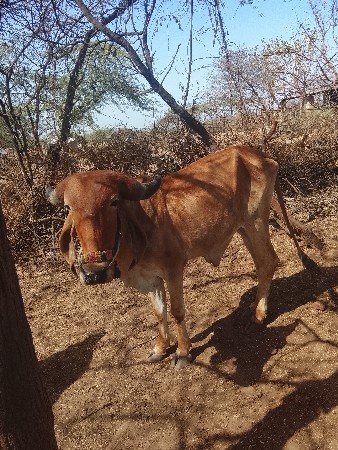 ગોઢલા વેચવાના છે