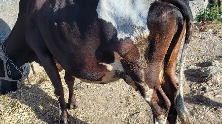 એચ. એફ. ગાય વેચવાની છે