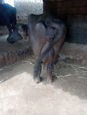 थंबनेल 3