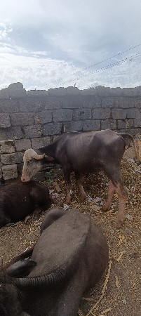 थंबनेल 2