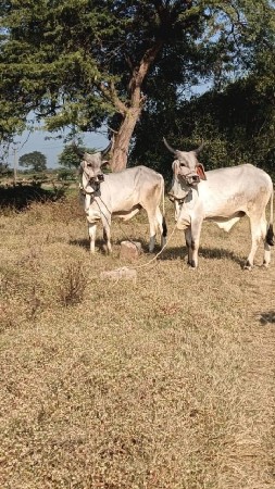 ગોંડલા  વેચવાના છે