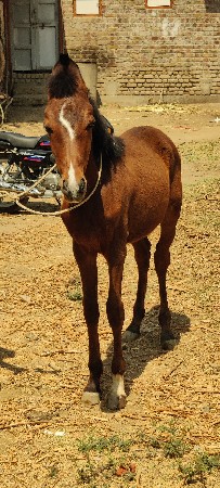 વસેરો છે ભાઈ