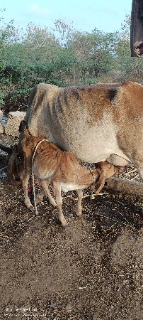 ગાય વેચવાની છે