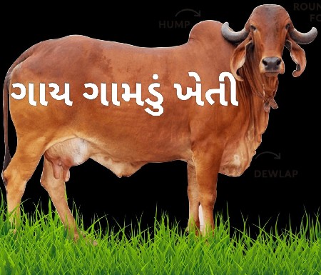 ગીર ગાય નુ ઘી વેચવાનું છે