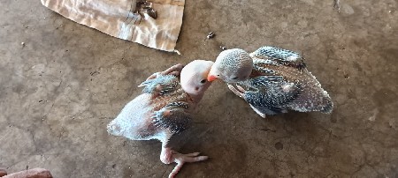 કબૂતર વેચવાના છે